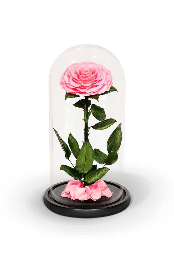 Forever Rose Single Sweet Pink