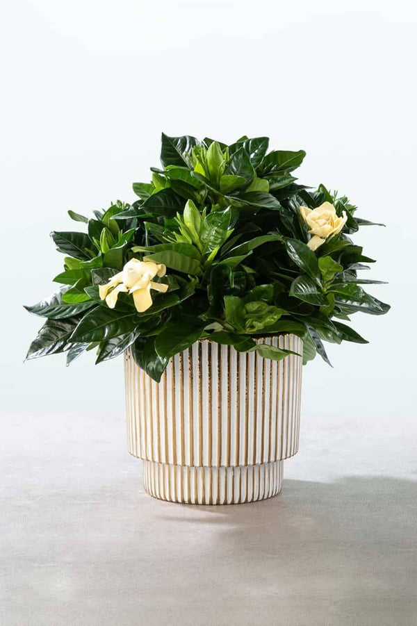 Gardenia Indoor
