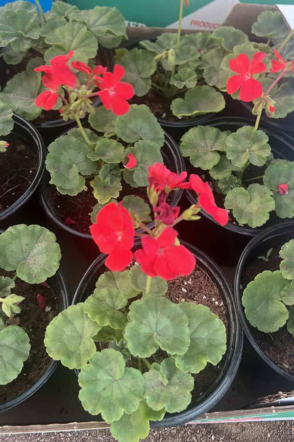 Geranium Outdoor