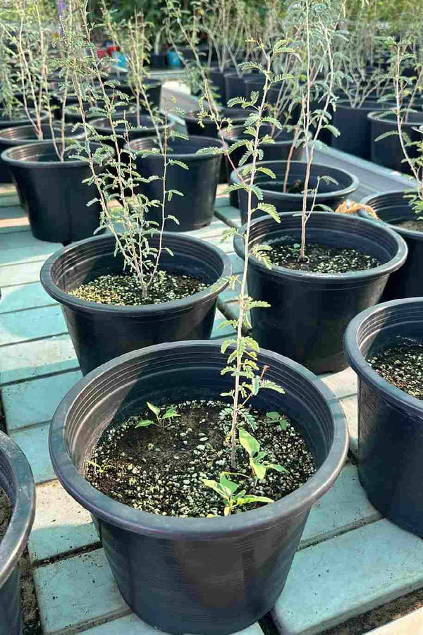 Ghaf Mini – National Tree of UAE