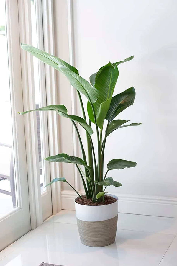 Giant White Bird of Paradise