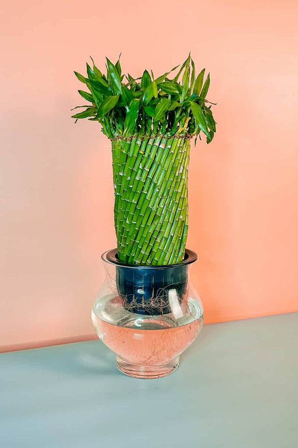 Giant Twisted Lucky Bamboo Self Watering