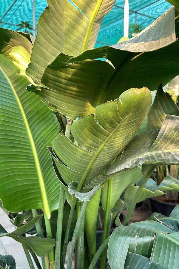 Giant White Bird of Paradise China