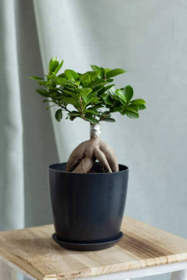 Ginseng Bonsai Indoor