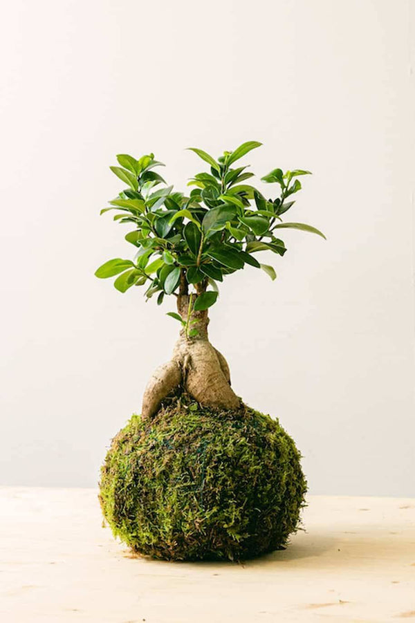 PS Ginseng Kokedama