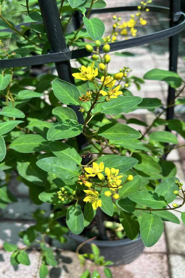 Shower of Gold - Rain of Gold