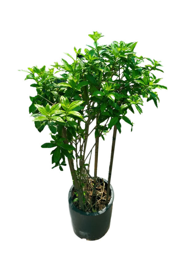 Golden Trumpet - Allamanda Cathartica - Outdoor Flowering Plant