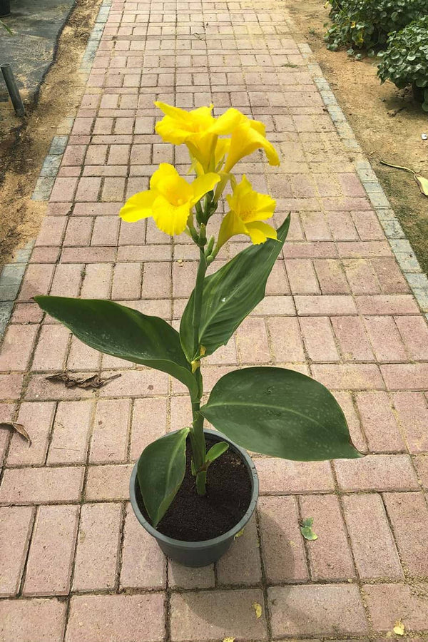 Golden Canna Water Plant