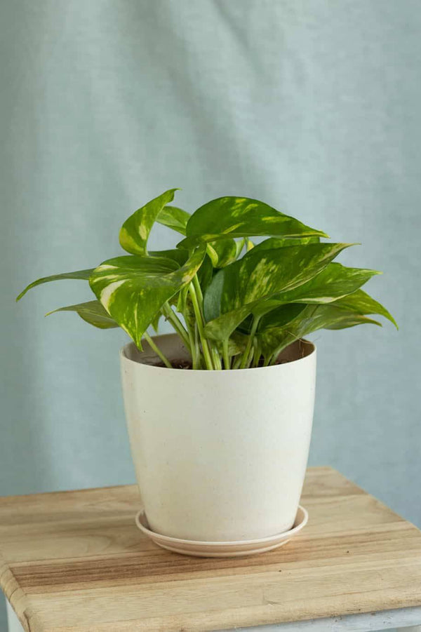 Golden Pothos
