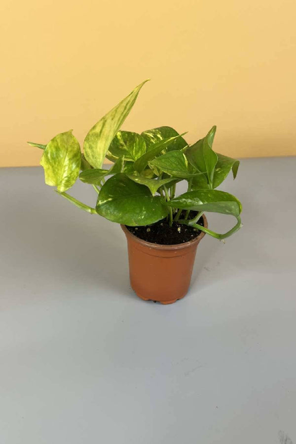 Golden Pothos Mini