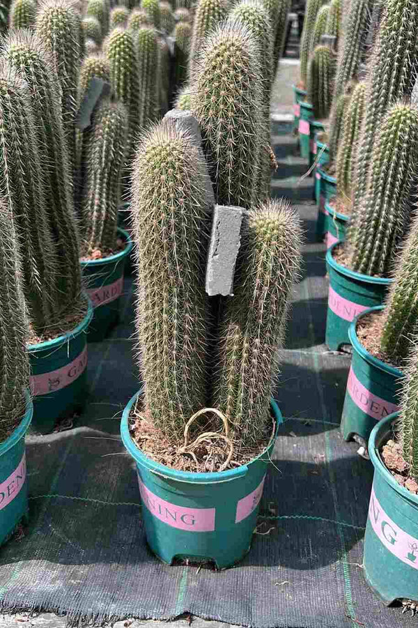 Golden Spines Cactus