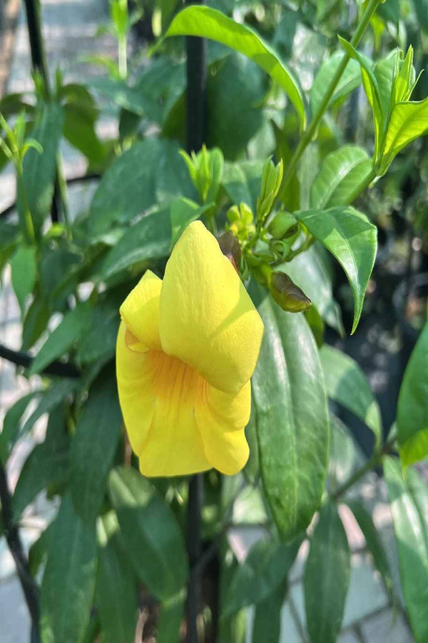 Golden Trumpet - Allamanda Cathartica