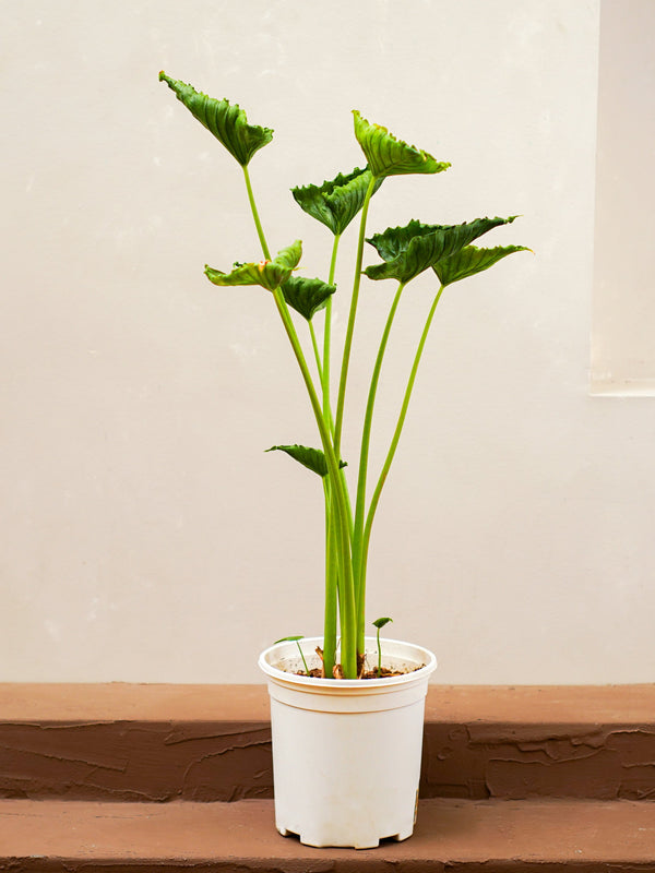 Alocasia Crinkles