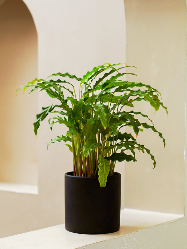 Calathea Bluerass