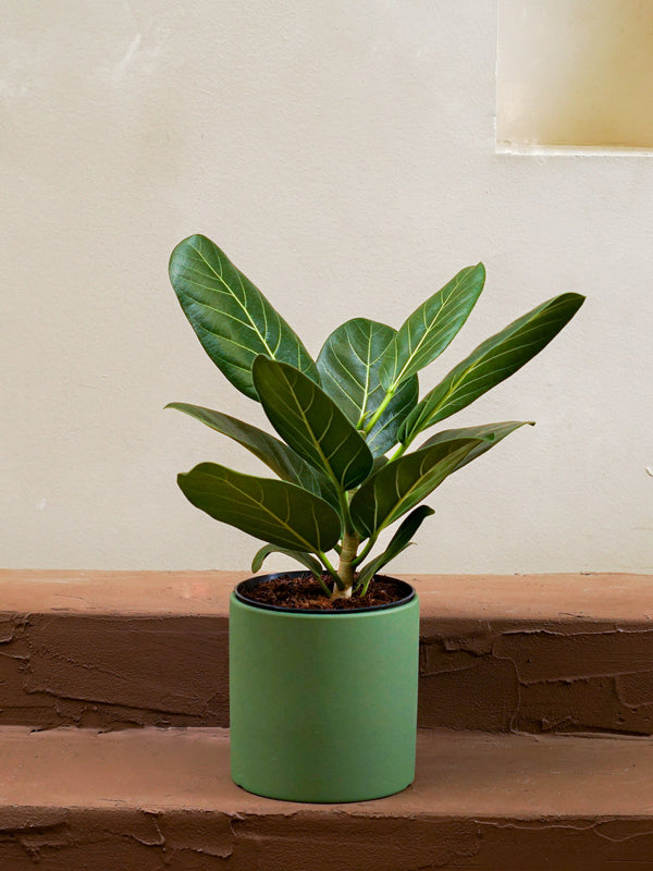 Indoor Banyan Plant
