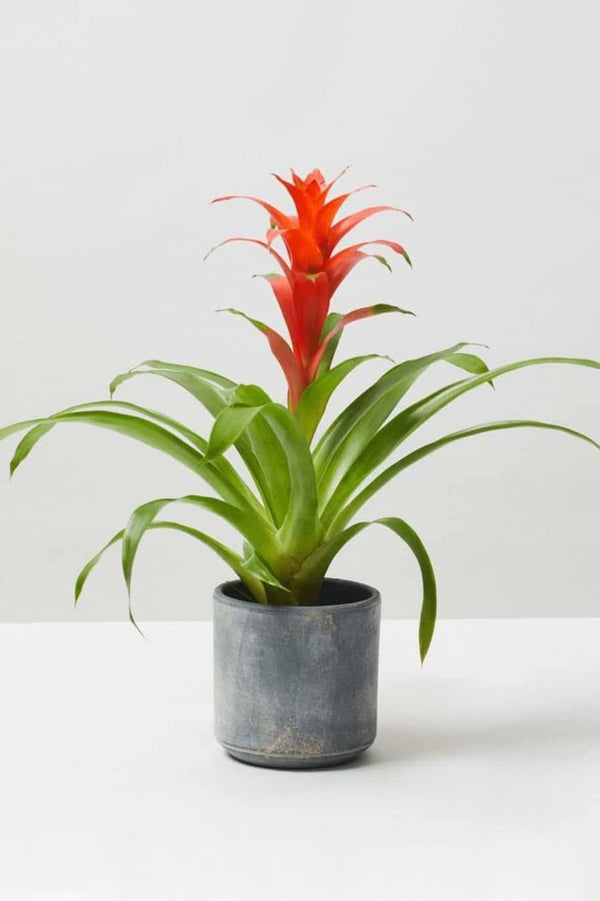 Guzmania
