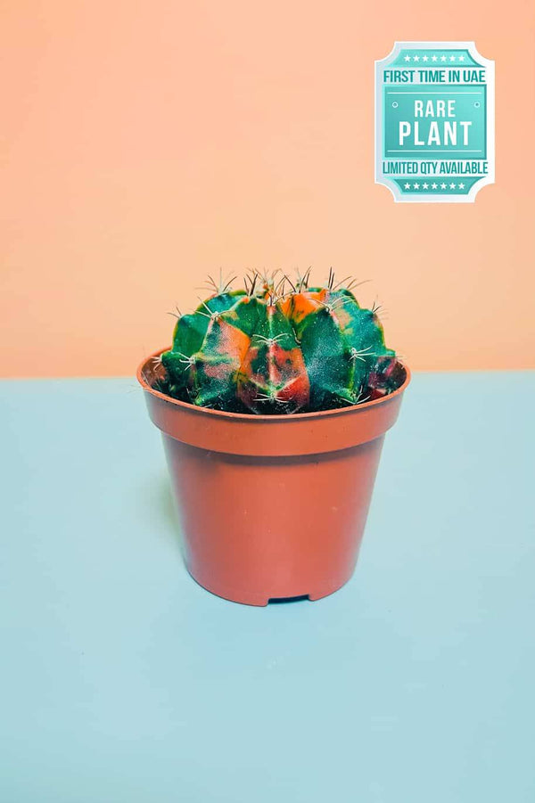 Rare Gymnocalcyium Variegated Cactus