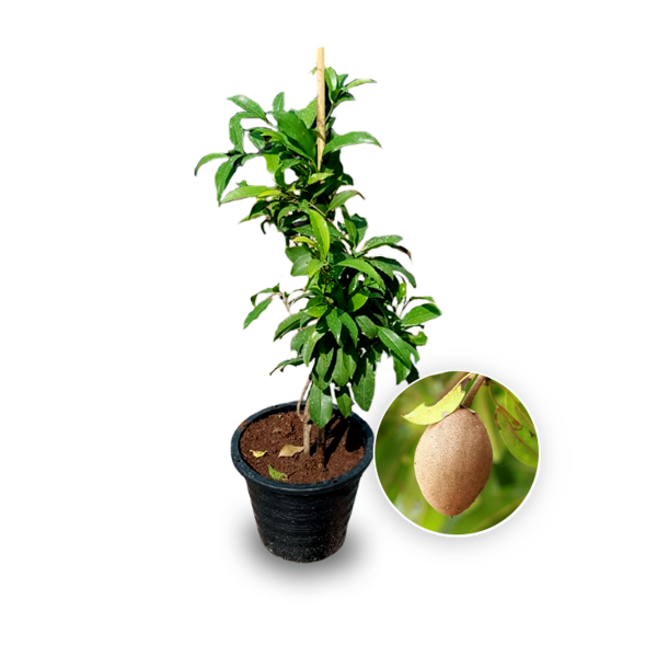 Sapodilla Or Chickoo