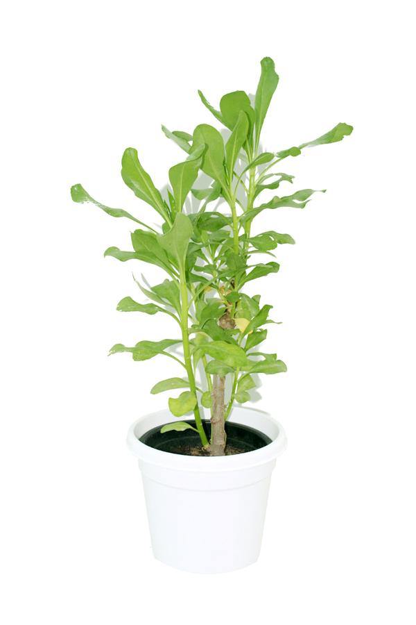 Hawaiian Half Flower - Scaevola Taccada - Outdoor Flowering Plant