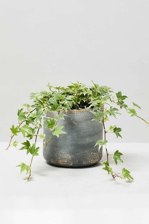 Hedera Helix Variegated