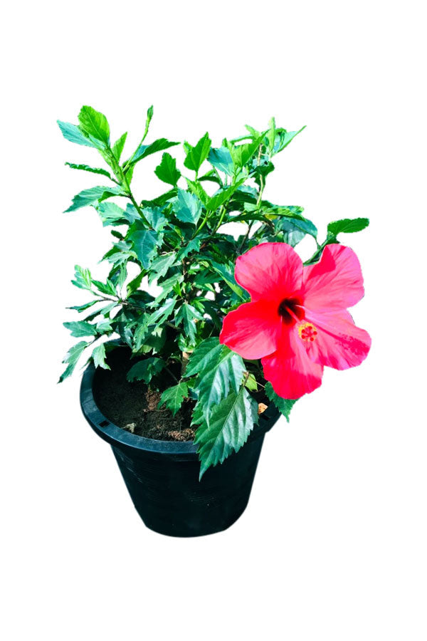 Hibiscus - Malvaceae- Outdoor Flowering Plant