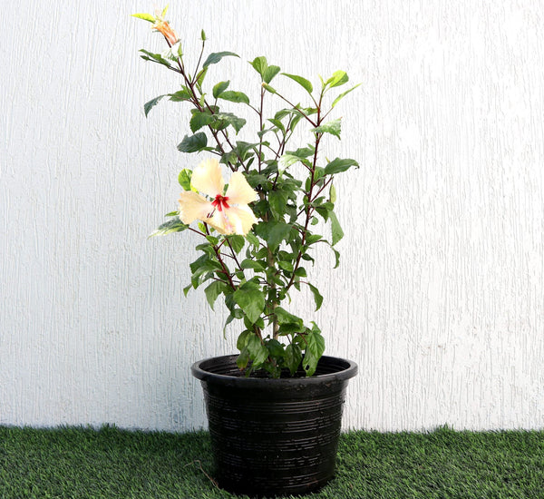 Hibiscus Rosa Sinensis “Cream” 0.5-0.6m