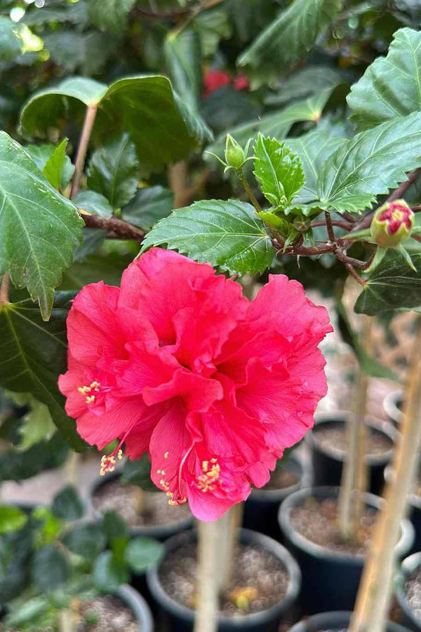 Hibiscus Double Flower Tall || Hibiscus Rosa-Sinensis || كركديه مزدوج || Elegant Red Blooms for UAE & KSA