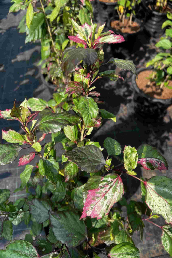 Hibiscus Variegated || Hibiscus rosa-sinensis || كركديه متنوع || Stunning Multi-Colored Blooms for UAE & KSA