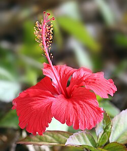 Hibiscus Plant || Hibiscus Malvaceae || كركديه || Vibrant Red Blooms for UAE & KSA