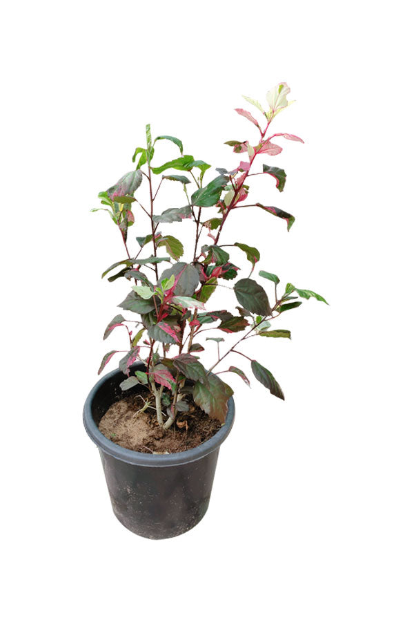 Hibiscus Variegated-Outdoor Flowering Plant