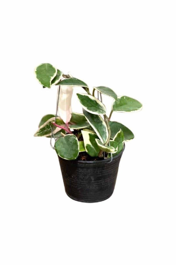 Hoya Carnosa Albomarginata