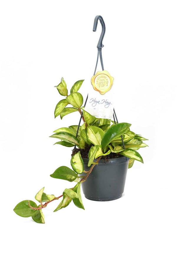 Hoya Carnosa Princess