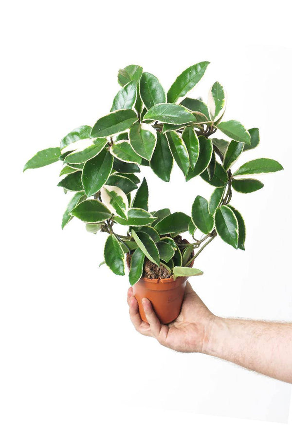 Hoya Carnosa Suzie Q