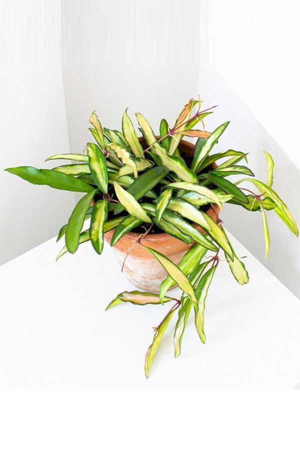 Hoya Wayetii Variegata