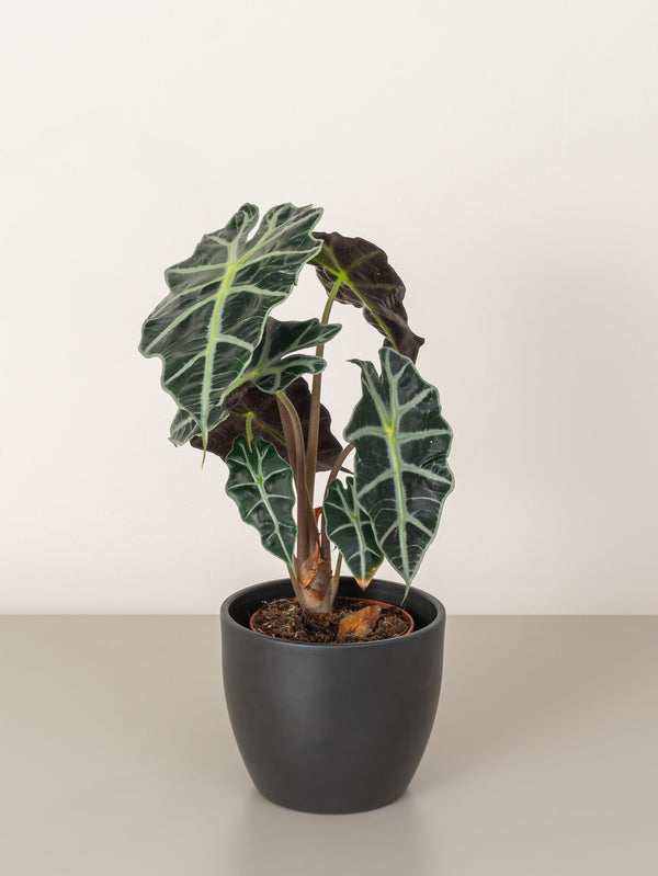 Elephant Ear