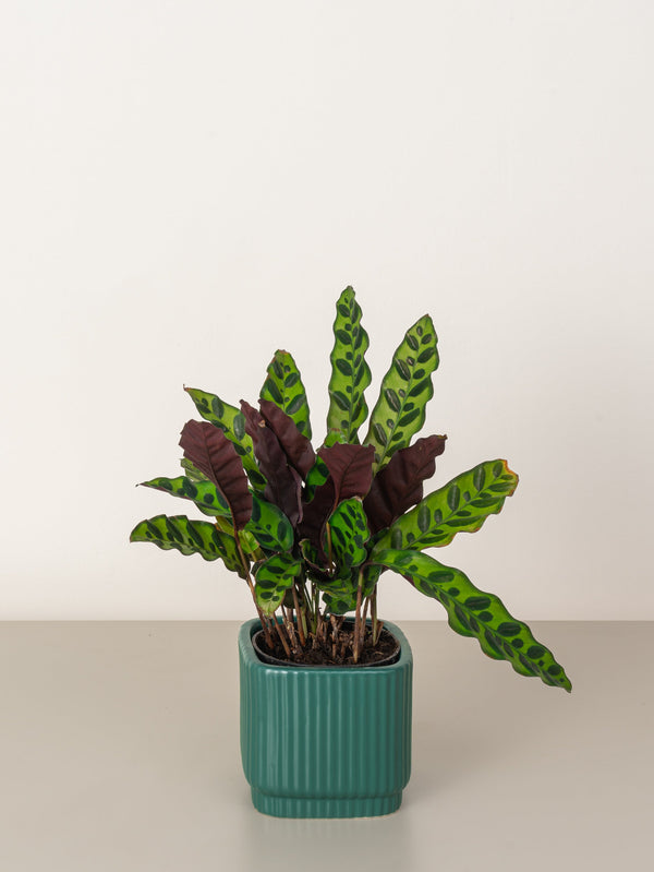 Calathea Lancifolia