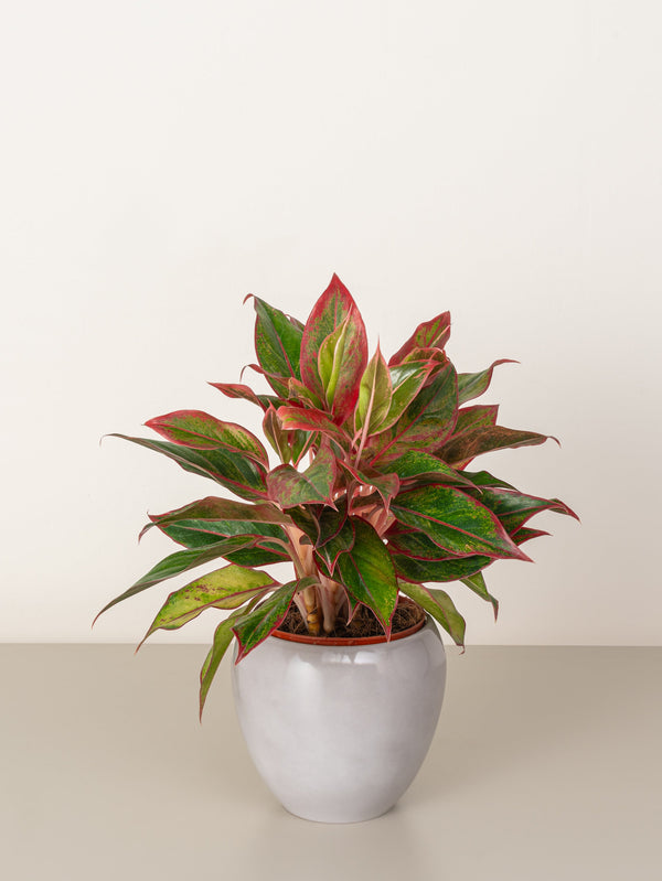 Aglaonema Red