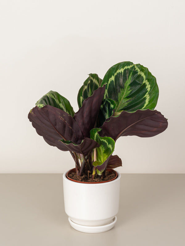 Calathea Roseopicta