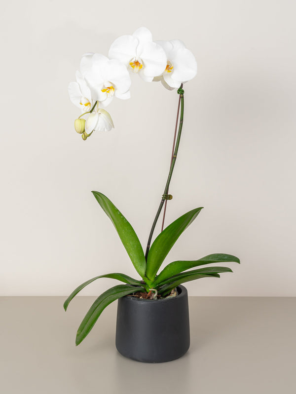 Orchid