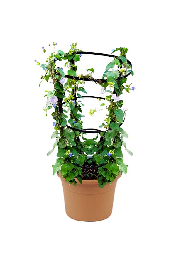 Jacquemontia Marathi - Jacquemontia - Outdoor Flowering Creeper Plant