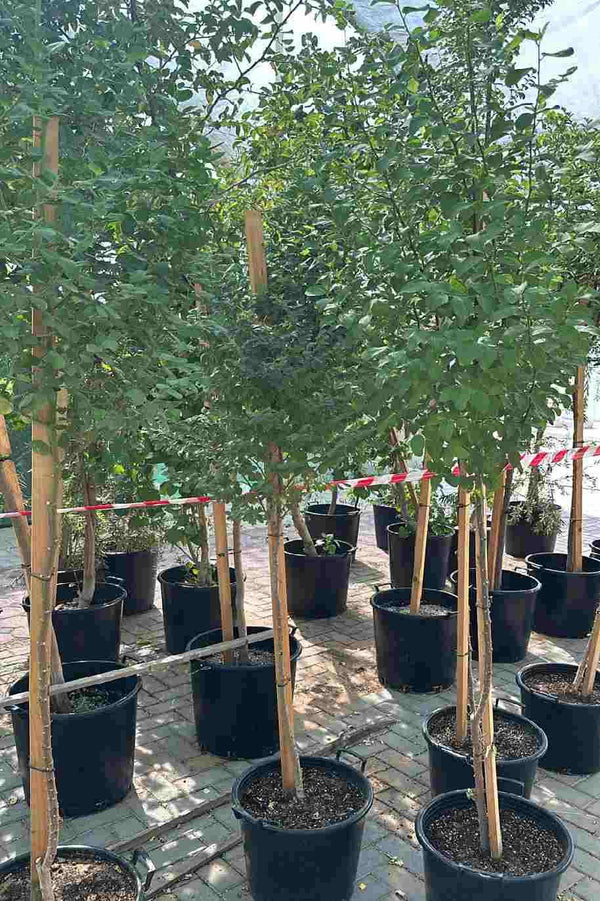 Jujube Tree