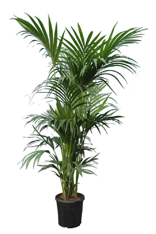 Giant Kentia Palm Holland