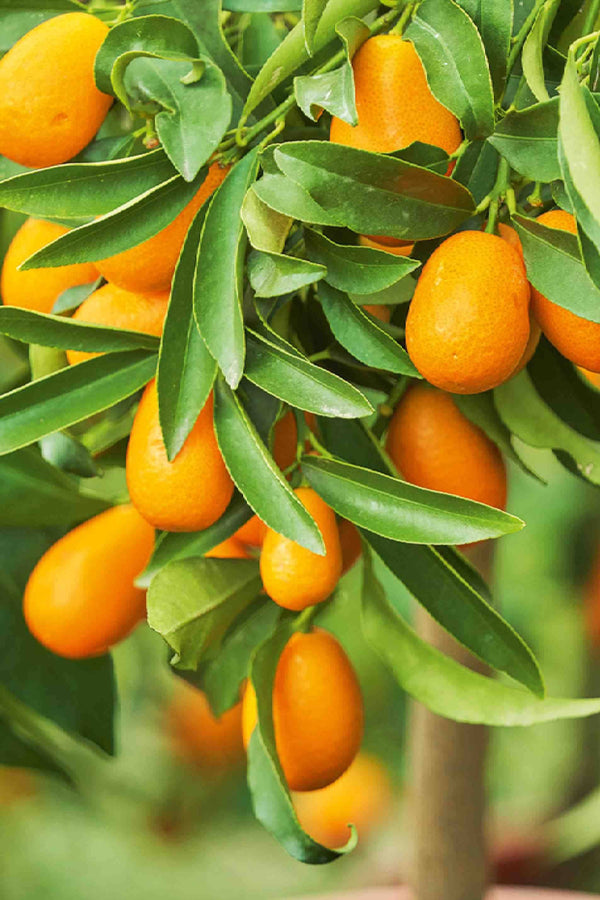 Kumquat Tree Tall