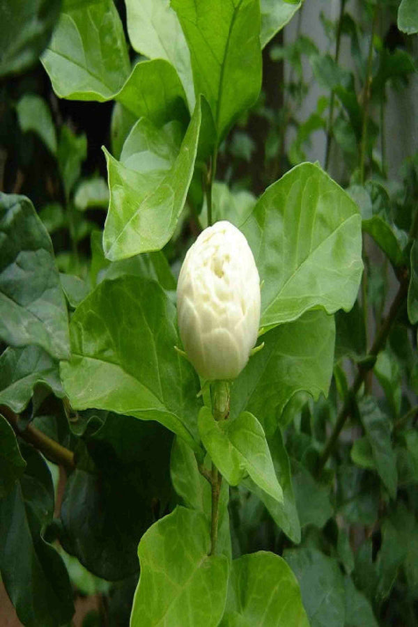 Labnani Jasmine