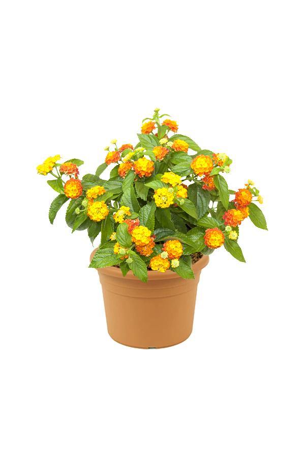 Lantana Mix Color-Lantana Camara