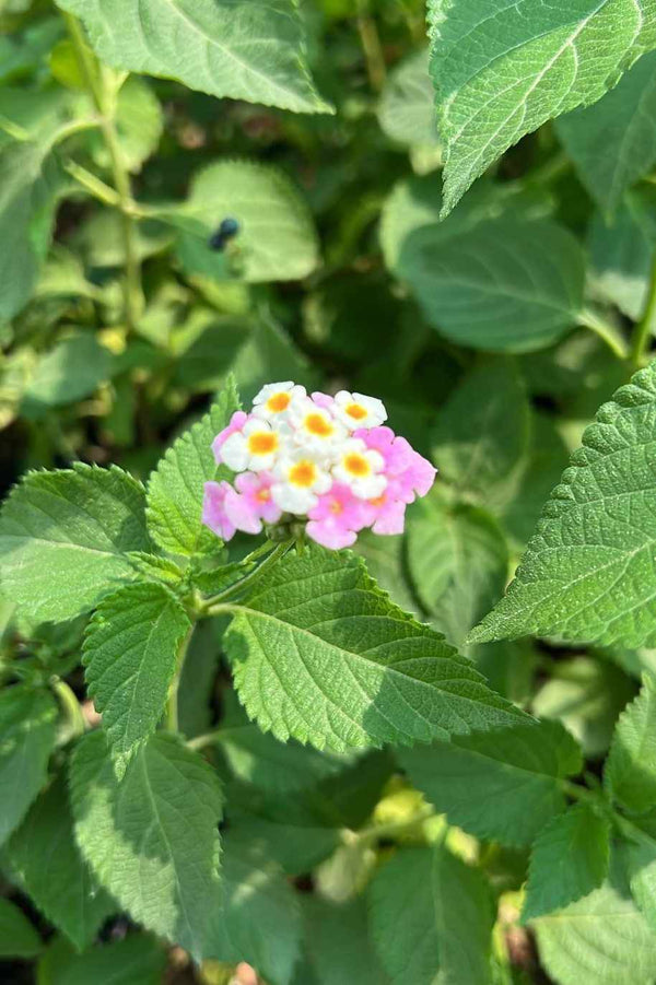 Lantana Camara || Lantana || لانتانا || Fragrant Ornamental Flowering Plant for Gardens UAE & KSA