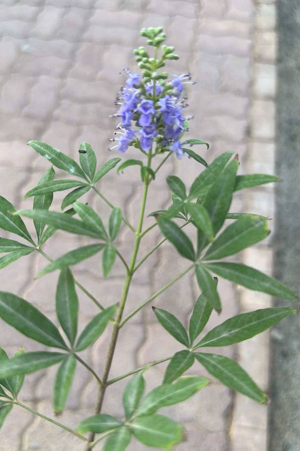 Lilac Chaste Tree Tall