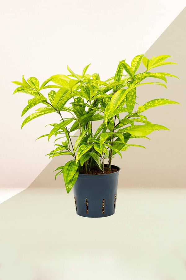 Lime Dust Dracaena