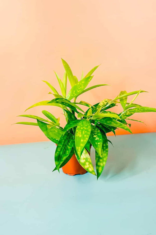 Lime Dust Dracaena Mini