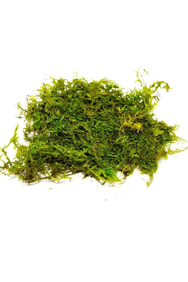 Live Flat Moss